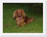 Charlie-after-playing-with- * 397 x 299 * (32KB)