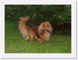 looking-after-the-puppie * 432 x 319 * (41KB)